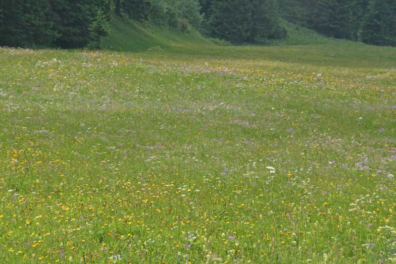 Neuschwanstein juni 2011 - 138